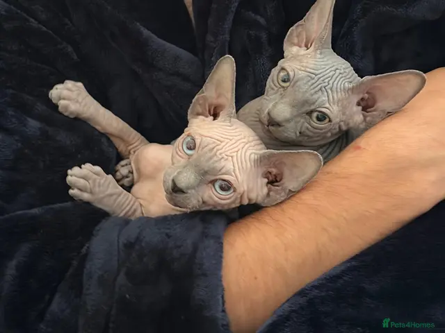 Sphynx cats Sphynx girls for sale - Advert 5