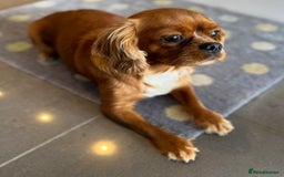 Cavalier King Charles Spaniel dogs for sale: Health tested cavalier King Charles  - Image 4