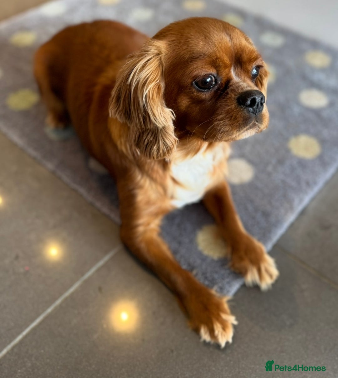 Cavalier King Charles Spaniel dogs for sale: Health tested cavalier King Charles  - Image 4