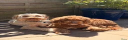 Australian Labradoodle dogs for sale: Multigenerational Australian Labradoodle Puppies - Advert 10