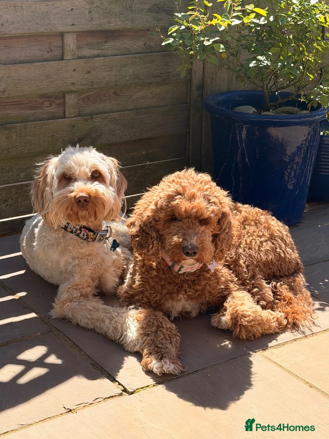 Australian Labradoodle dogs for sale: Multigenerational Australian Labradoodle Puppies - Advert 10