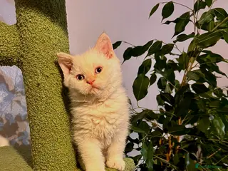 Selkirk Rex cats Stunning Selkirk rex kittens - Advert 18