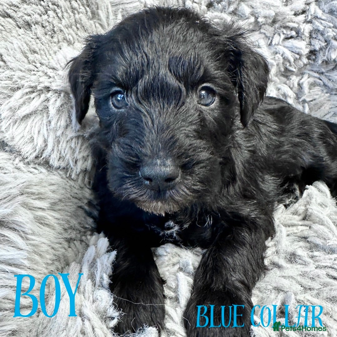 Miniature Schnauzer dogs for sale: Miniature Schnauzer puppies  - Advert 8