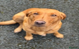 Labrador Retriever dogs for sale: Beautiful Fox Red Labrador Puppies – Family Raised - Image 10
