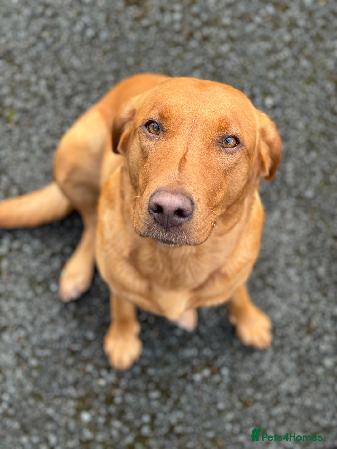 Labrador Retriever dogs for sale: Beautiful Fox Red Labrador Puppies – Family Raised - Image 10