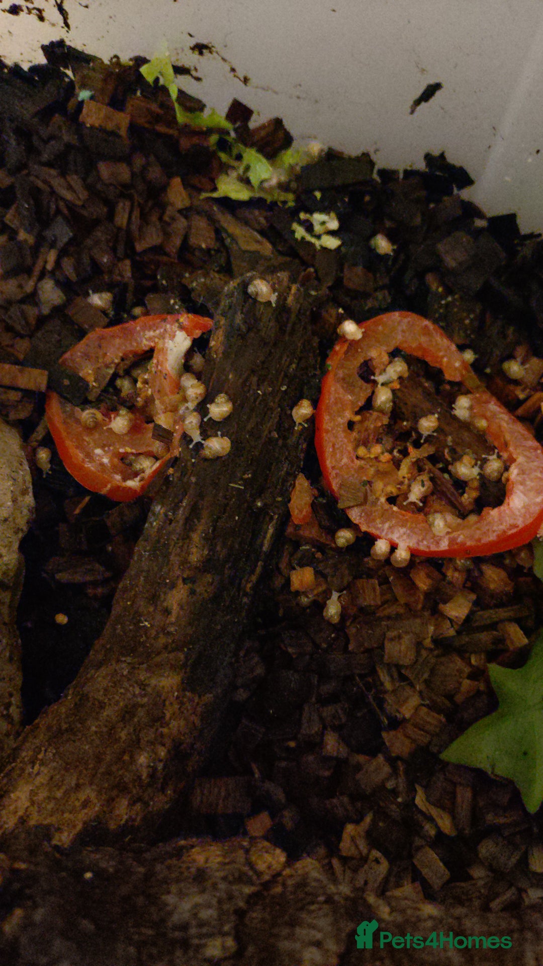 Snails invertebrates for sale: Albino Giant African Land Snails - Image 4