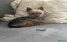 Yorkshire Terrier dogs for sale: ❤️Miniature yorkshire terrier puppies ☘️ - Image 20