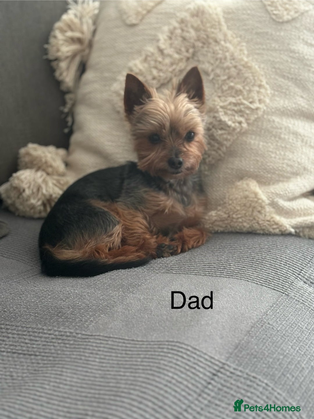 Yorkshire Terrier dogs for sale: ❤️Miniature yorkshire terrier puppies ☘️ - Image 20