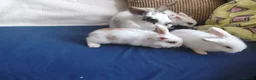 Mixed Breed rabbits for sale: CUTE FRIENDLY BUNNIES READY FOR FOREVER HOMES - Advert 23
