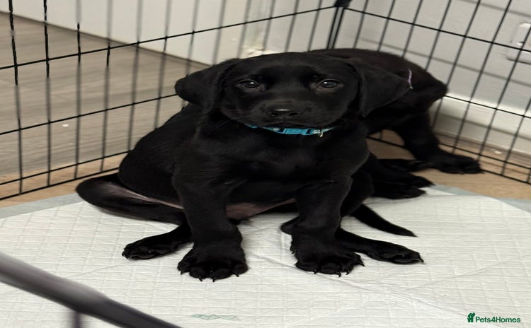 Labrador Retriever dogs - Advert 2