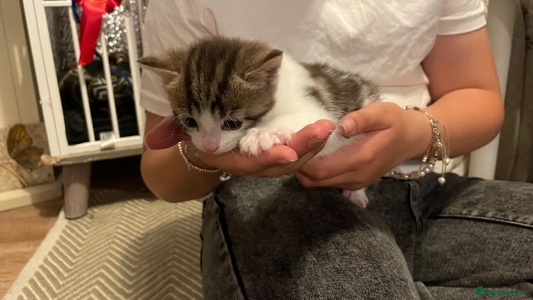 Domestic Shorthair cats for sale: Male kitten  - Advert 1