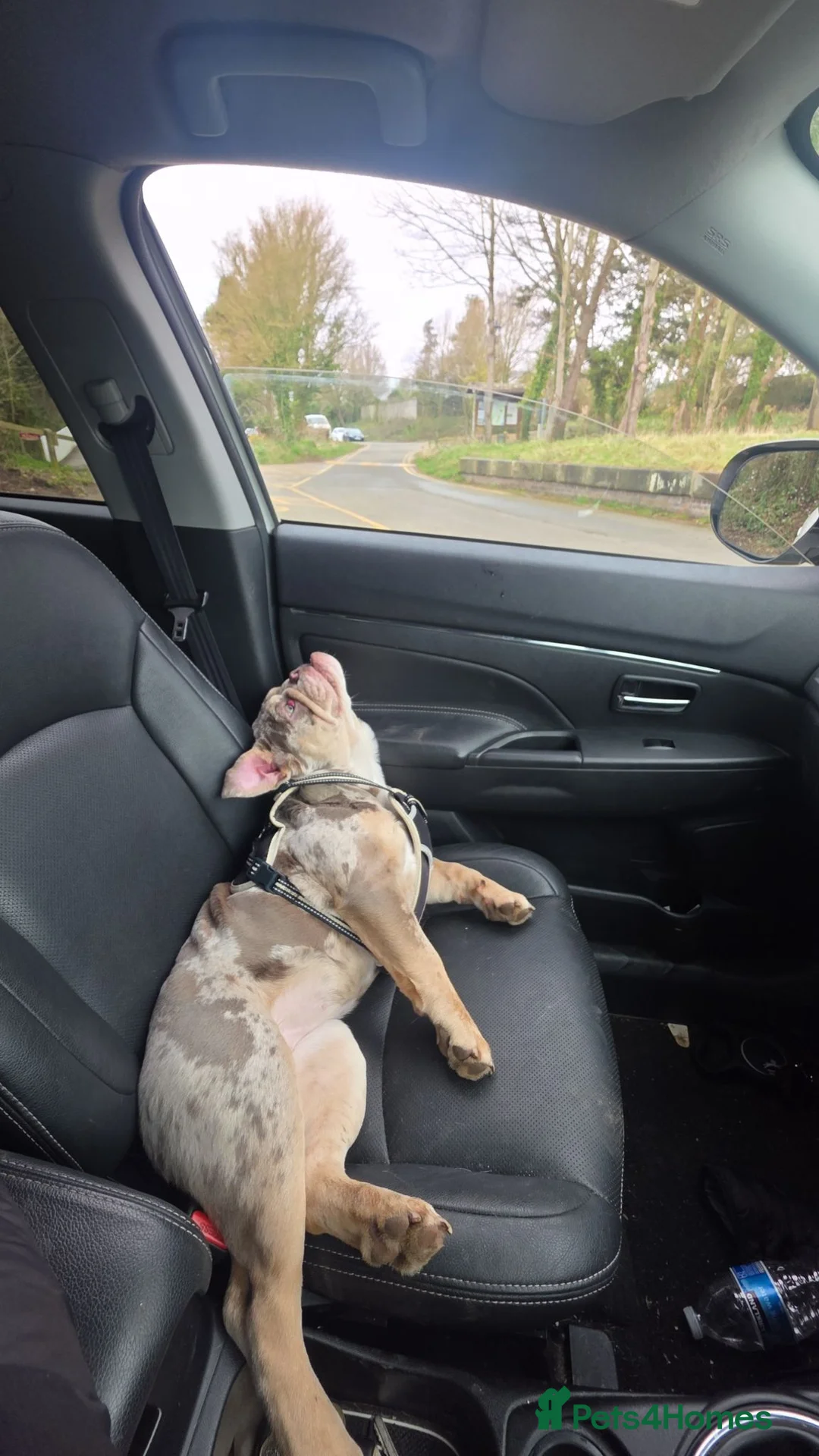 English Bulldog dogs for sale: Narla - Advert 1