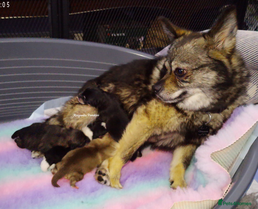 Pomsky dogs for sale: Stunning Pomsky Puppies! Health tested parents.  - Image 1