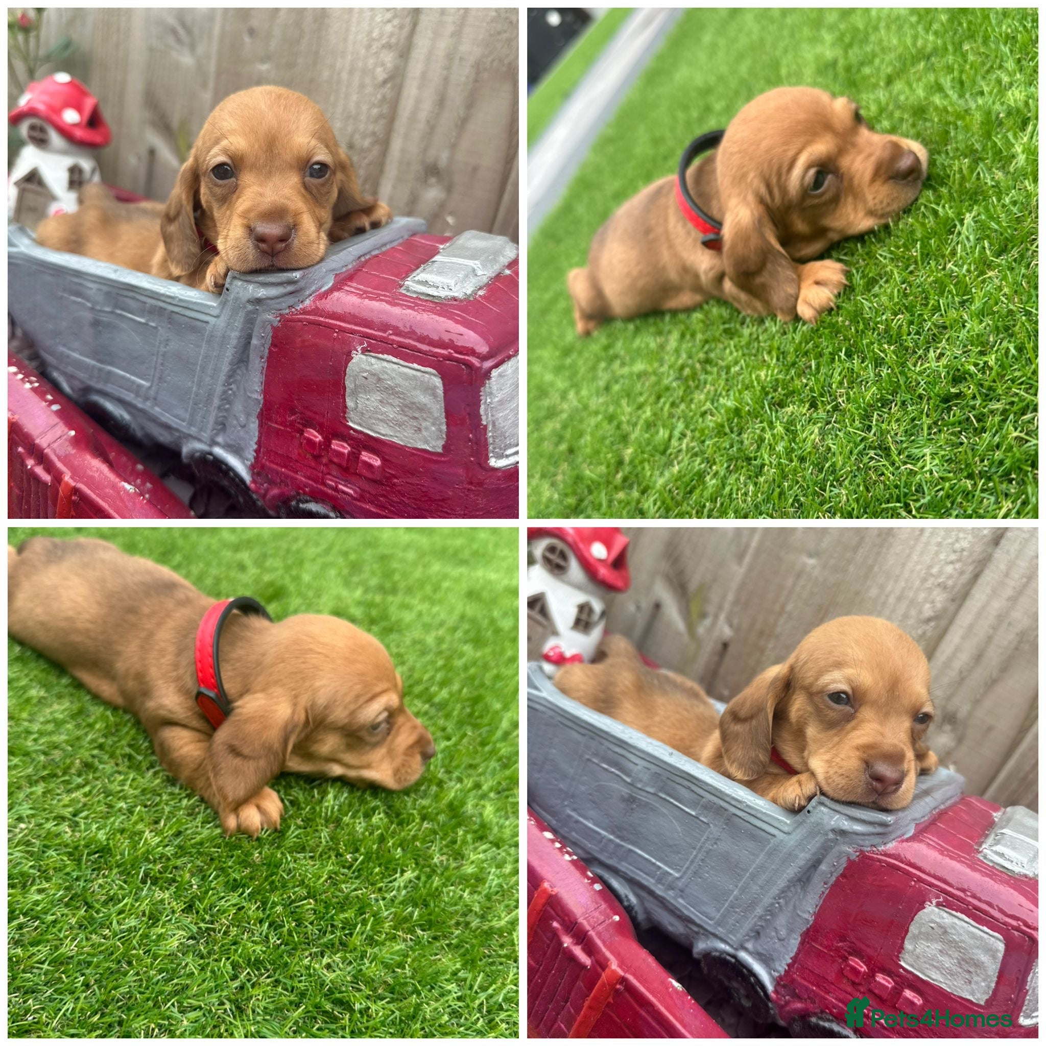 Miniature Dachshund dogs Miniature Dachshund Puppies - Advert 1