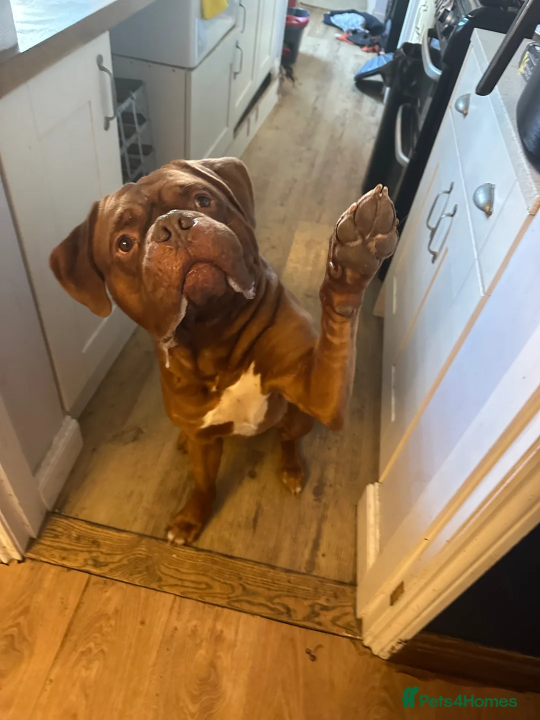 Dogue De Bordeaux dogs for sale: Hooch (Please Read) - Advert 2