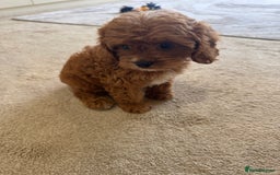 Cavapoo dogs for sale: !Ready now! F1 cavapoos kc reg parents - Image 3