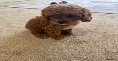 Cavapoo dogs - Advert 9