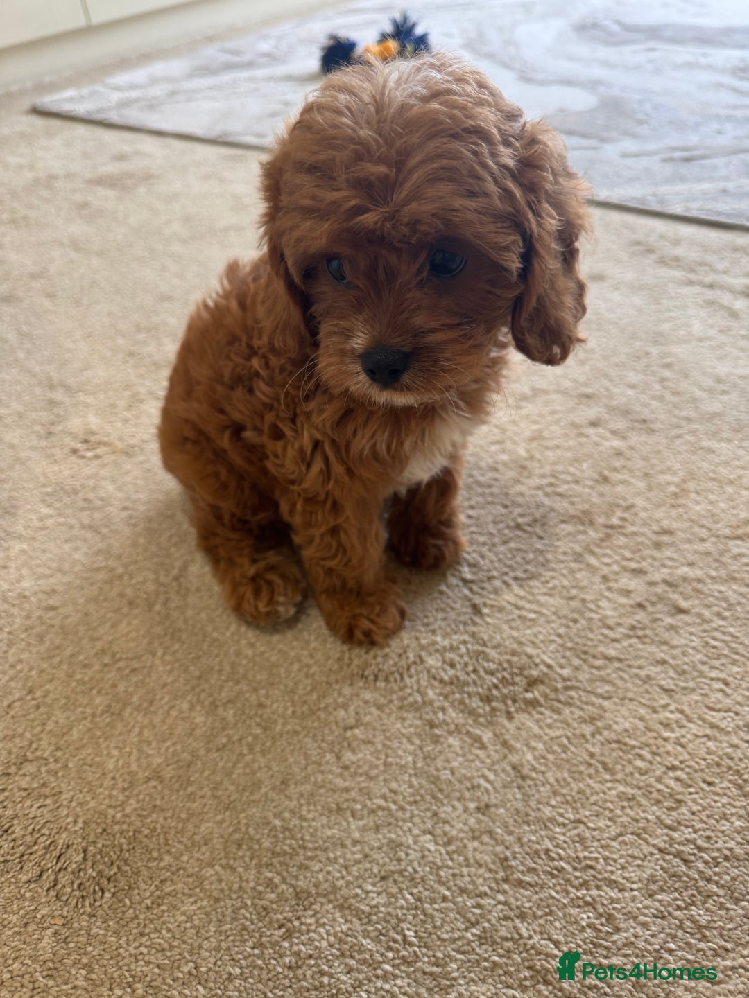 Cavapoo dogs for sale: !Ready now! F1 cavapoos kc reg parents - Image 3