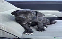 Cane Corso dogs for sale: Cane Corso puppies! Only two girls available!!! - Image 3