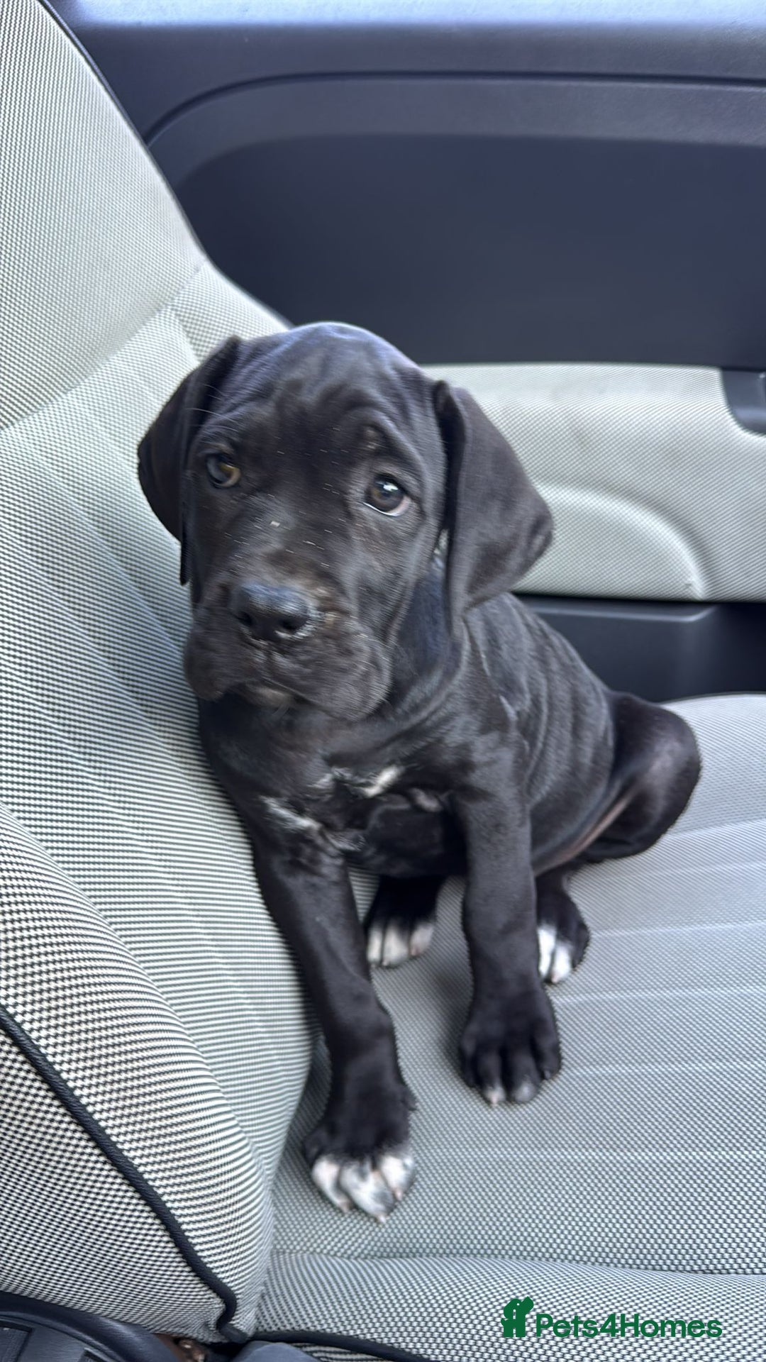Cane Corso dogs for sale: Cane Corso puppies! Only two girls available!!! - Image 3