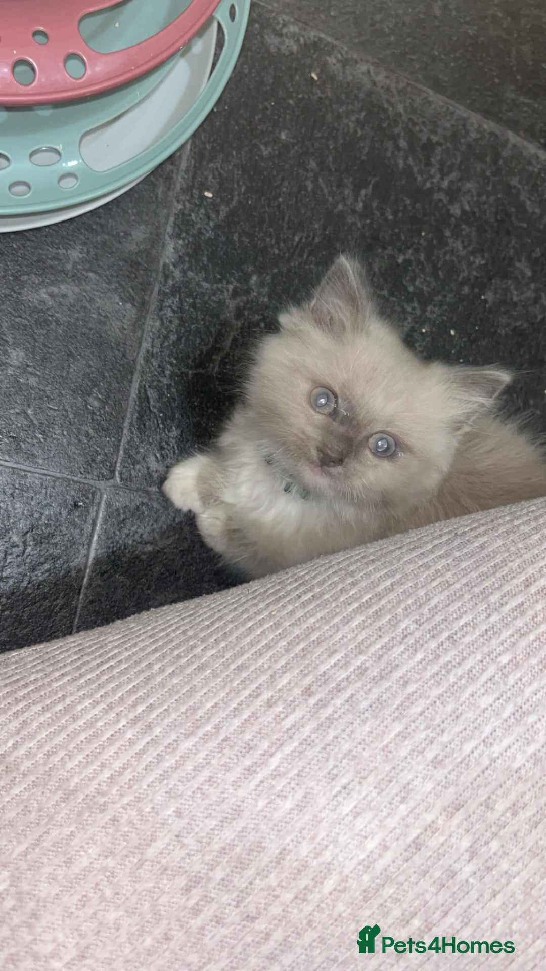 Ragdoll cats for sale: Beautiful ragdoll kittens all male  - Advert 17