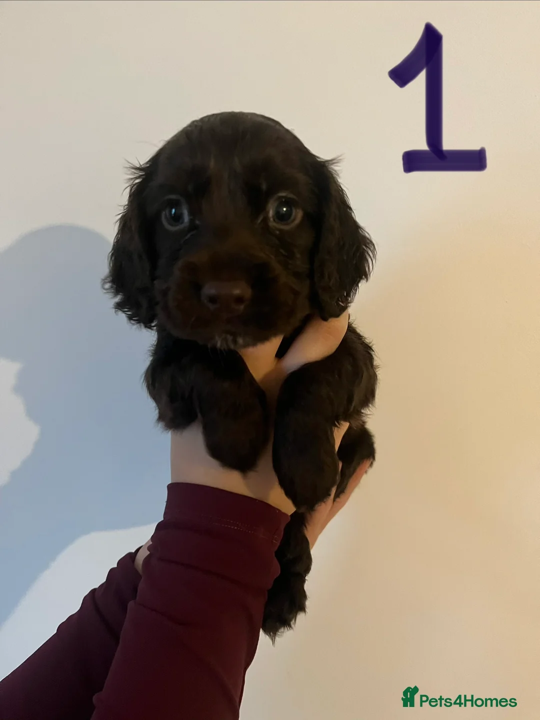 Cocker Spaniel dogs for sale: 5 BEAUTIFUL COCKER BOYS in King's Lynn - Advert 2