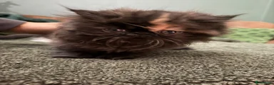Persian 1