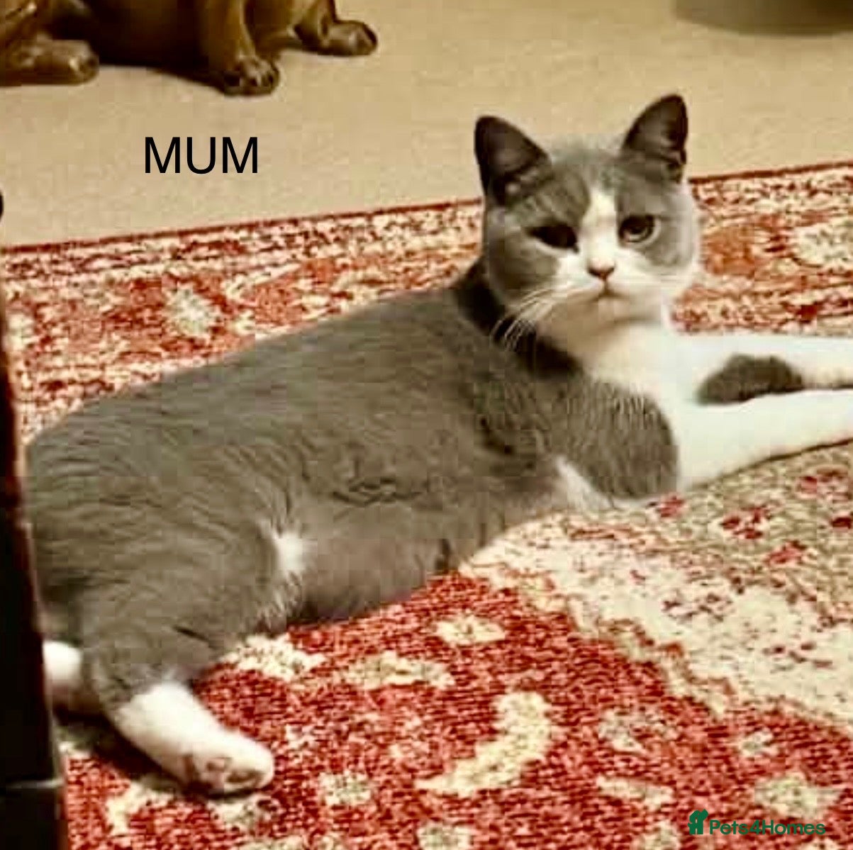British Shorthair cats British blue kittens mum & dad GCCF  - Advert 2