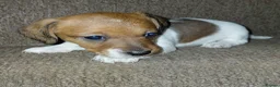 Jackshund dogs for sale: Miniature dachshund cross jack russell - Advert 10