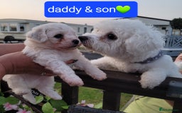 Bichon Frise dogs for sale: Last boy bichon frise pup 🩵 11 weeks old  - Image 11