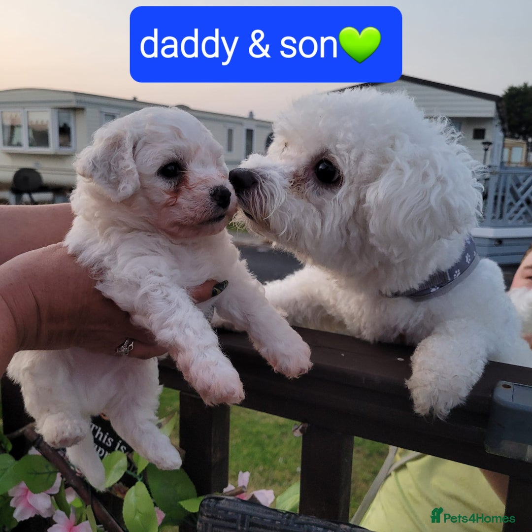Bichon Frise dogs for sale: Last boy bichon frise pup 🩵 11 weeks old  - Image 11