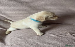 Labradoodle dogs for sale: Labradoodle puppies for sale £600-£750 - Image 19