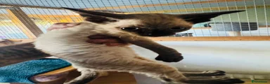 Seal point Devon Rex kittens 