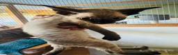 Devon Rex cats for sale: Kittens ready for sale  in Spalding - Advert 3