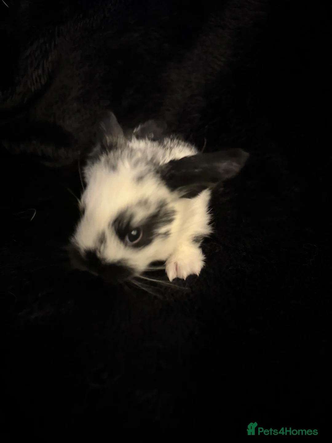 Mixed Breed rabbits for sale: 6 Adorable English Spot marking Lops - Advert 6
