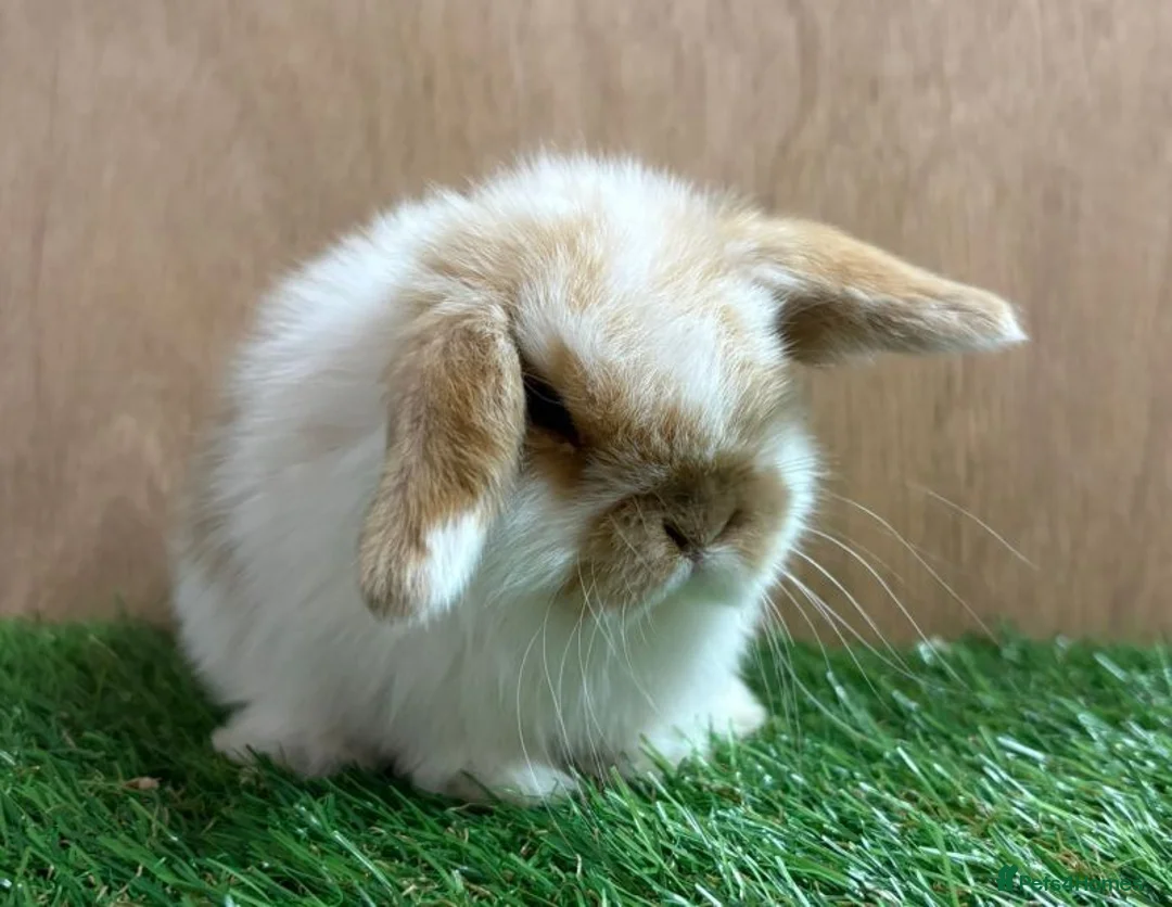 Mini Lop rabbits for sale: Beautiful friendly VHD vaccinated Mini Lop babies - Advert 16