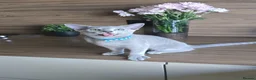 Russian Blue cats for sale: Tica Registered Russian Blue kittens  - Advert 10