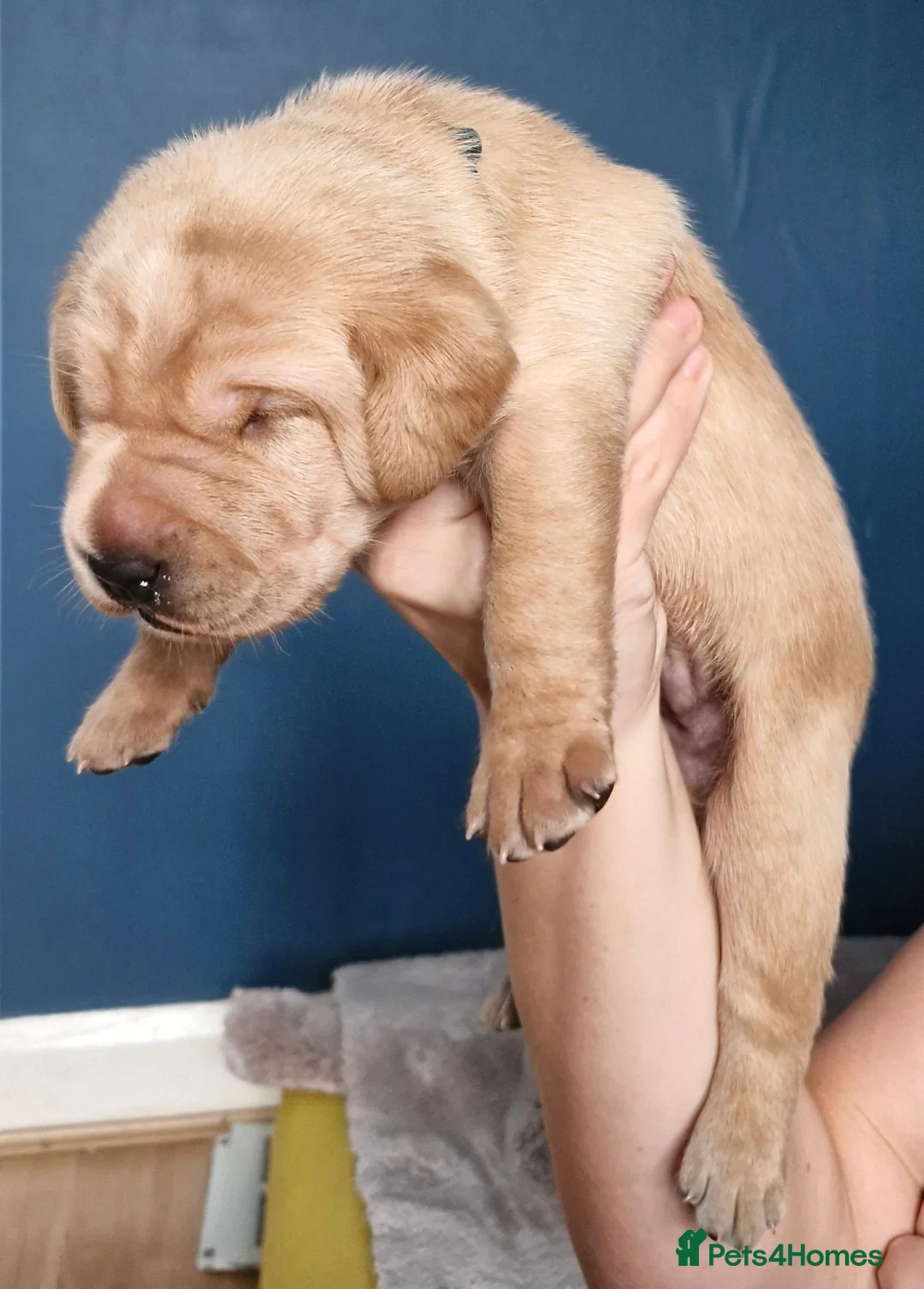 Labrador Retriever dogs for sale: 5 Beautiful labrador puppies  - Advert 3