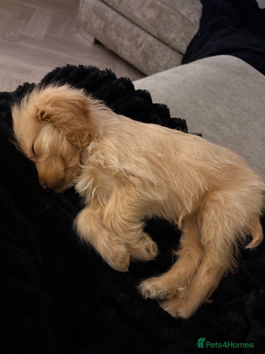 Cockapoo dogs for sale: Small cockapoo girl willow  - Advert 2