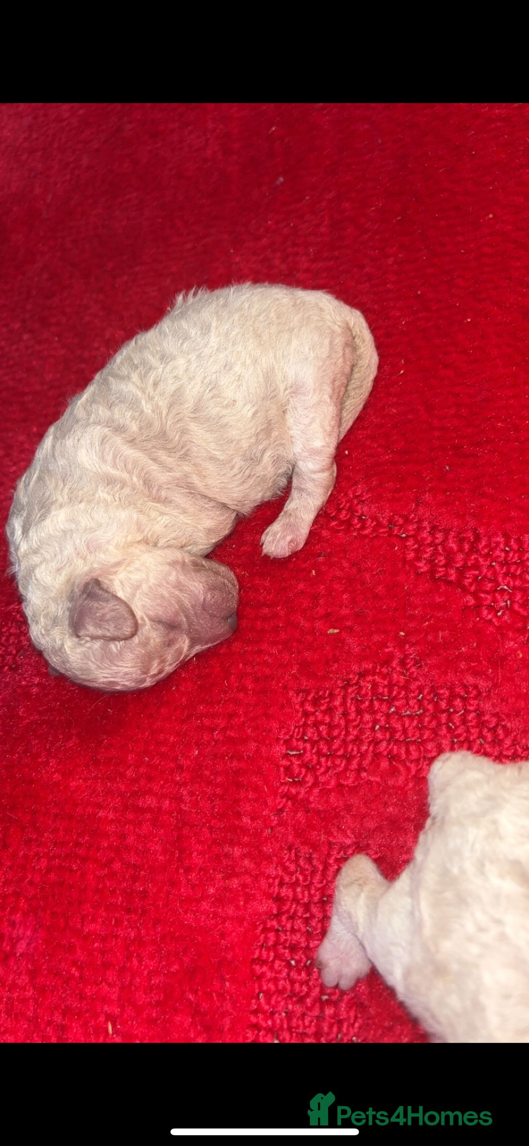 Miniature Poodle dogs for sale: Poodle puppies - Advert 7