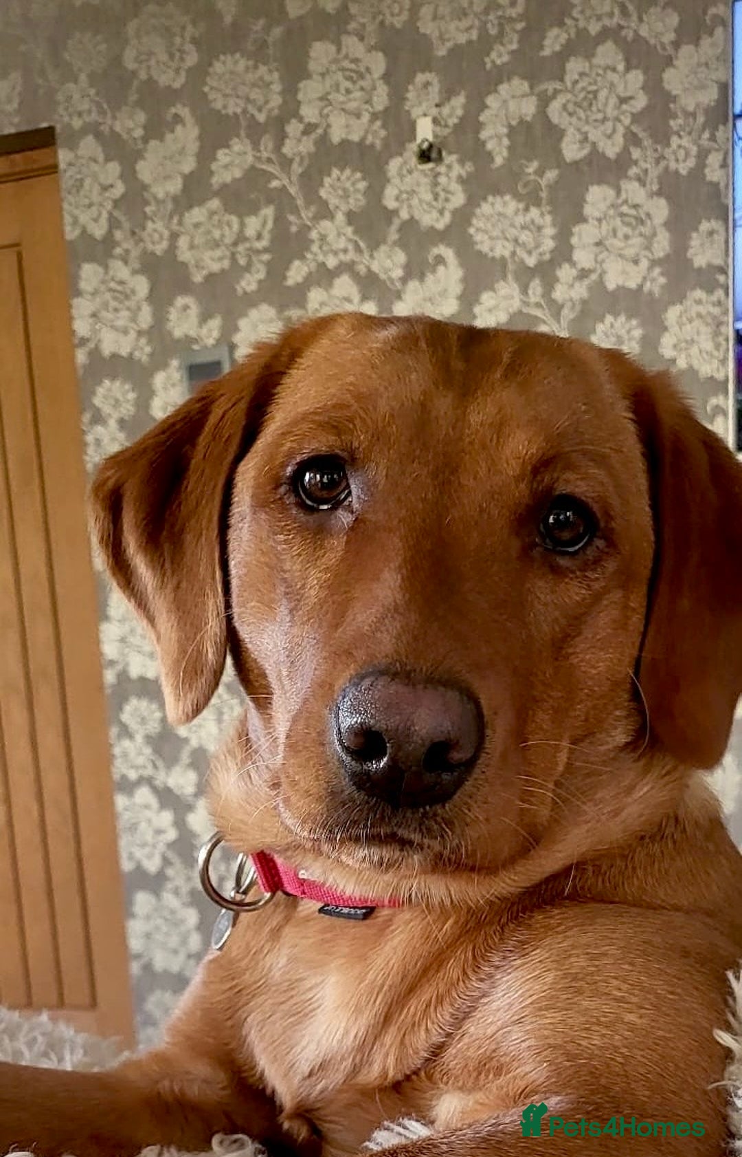 Labrador Retriever dogs for sale: Sykehead are expecting Fox Red lab pups  - Image 23