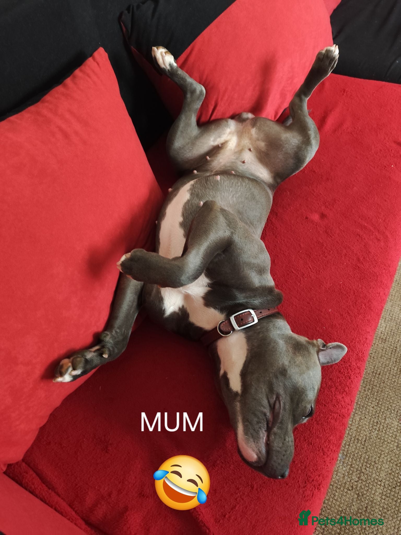 Staffordshire Bull Terrier dogs KC Registered Staffordshire Bull Terrier Puppies - Advert 12