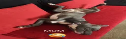 Staffordshire Bull Terrier dogs for sale: KC Registered Staffordshire Bull Terrier Puppies - Advert 3