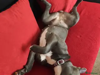 Staffordshire Bull Terrier dogs KC Registered Staffordshire Bull Terrier Puppies - Advert 12