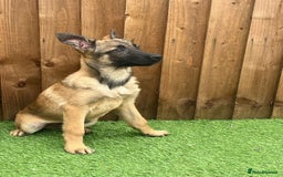 Belgian Shepherd Dog dogs for sale: Belgium Mali Male available  - Image 1