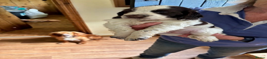 Cocker Spaniel Puppy 1