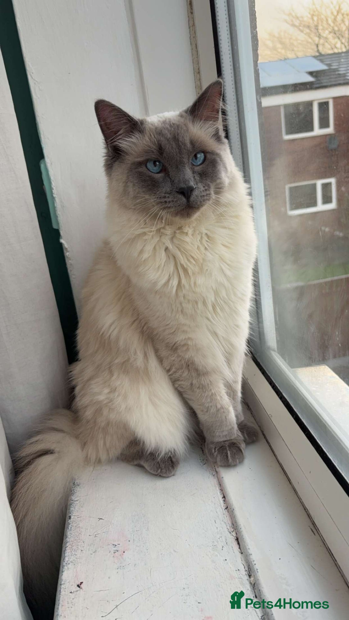 Ragdoll cats ragdoll boy  - Advert 17