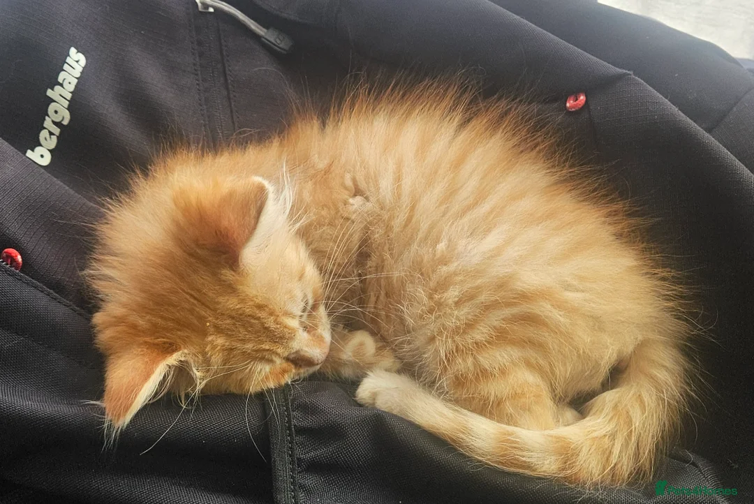 Mixed Breed cats for sale: 2 male and 2 femail kittens  - Advert 2