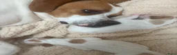 Pointer dogs for sale: Pointer pups | Working & Champion Bloodlines  - Advert 8