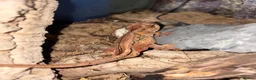 Gecko reptiles for sale: 3 Gargoyle Geckos - Advert 13